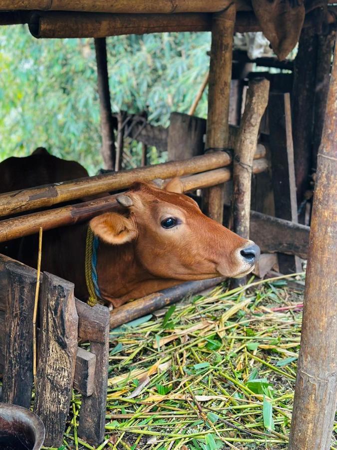 Eviana Homestay Darjeeling  Eksteriør billede